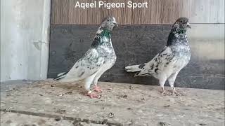 Sialkoti Kabootar  Sialkoti Breeder Kabootar  03125532727 [upl. by Ynnelg]