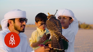 Generations of Flying Falcons in Dubai’s Desert [upl. by Aliehs436]