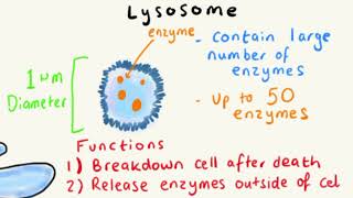 LYSOSOMES  STRUCTURE AND FUNCTION EXPLAINED FAST [upl. by Lennaj]