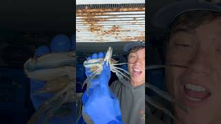 5 ways to handle LIVE crabs bodkinpointseafood youaintnocrabber bluecrabs tipsandtricks learn [upl. by Launame]