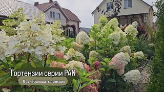 Гортензии серии PAN PANdora PANorama PANenka PANdalus PANflora PANzola PANteon 20082024г [upl. by Michaele738]