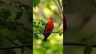 Scarlet Tanager Bird Singing Wincent 5KEpK bird nature wildlife [upl. by Ylac429]