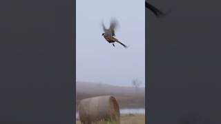 Epic shot hunting birds birddog [upl. by Acsehcnarf]