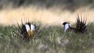 Mountain to Mountain Video Series Sheldon amp Hart Mountain National Wildlife Refuges [upl. by Euqnom]