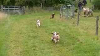 Scottish Basset Hound Walk at Belwade Farm August 2014 [upl. by Fiorenza]