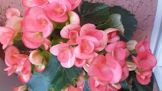 Begonia Elatior Rieger Begonia blooming [upl. by Dier]