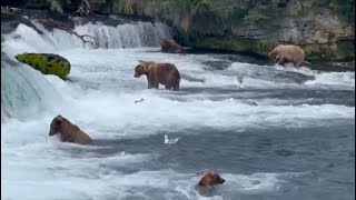 Coastal bears catching salmon AlaskaNature Wildlife [upl. by Mimajneb]