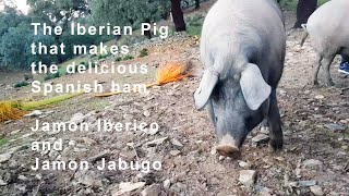 Iberian Pigs Spain May Make the Worlds Best Ham pata negra bellota jamon iberico [upl. by Shippee899]