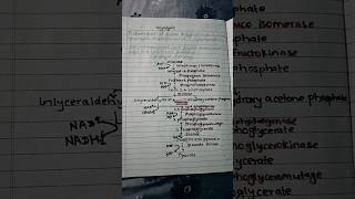 glycolysis pathway glycolysis biochemistry study fyp [upl. by Thaddeus]