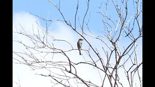 Gray Flycatcher Call and Pumping Tail  Feb 2023 [upl. by Einobe]