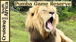 Pumba Private Game Reserve  White Lions  Port Elizabeth South Africa [upl. by Akienahs943]