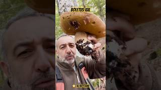 Cèpe GÉANT  Boletus XXL  ⭐️ A Bottani cepes nature asmr shorts [upl. by Kedezihclem633]