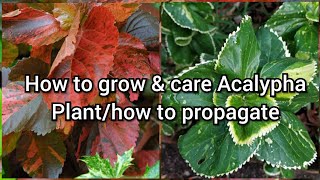 How to Grow and Care Acalypha Plant How to Grow Acalypha by Cutting Easy Propagation of Acalypha [upl. by Trever]