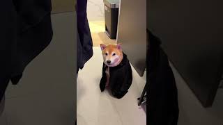 Death Eater Shiba faces consequences [upl. by Wilie]