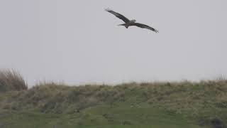 Red Kite Wales November 2024 [upl. by Mikkel]