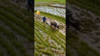 Farmers Lover 🔥🔥shortsviral viralshorts [upl. by Nrubyar996]