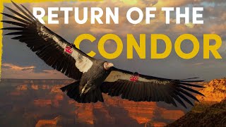 How the Condor Is Reclaiming Its Place in American Wilderness [upl. by Adneram]