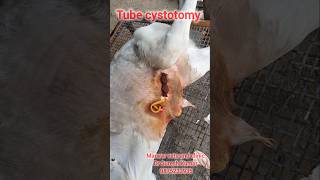 Tube cystotomy in calf  urolithiasis calculi rapture of urethra [upl. by Judon]