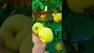 bexi koʻchatlarimiz sotuvda 🥰 Murojat uchun998907785876fruit gardengardeningrekrekkaciqiplos [upl. by Charmaine]