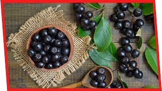 7 Powerful Benefits Of Aronia Berries For Your Health  Nutrition Facts [upl. by Aretta]