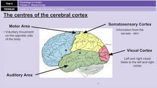 ALevel Psychology AQA Biopsychology  Localisation of Function in the Brain [upl. by Keven]