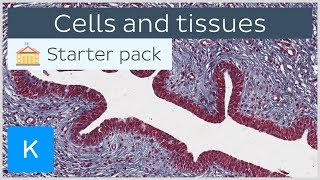 Cells and tissues types and characteristics  Human histology  Kenhub [upl. by Ttocserp]