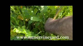 Cover Crops Daikon Radish [upl. by Etnomaj]