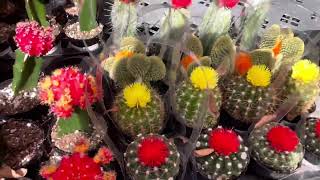 Succulent and Cactus Plants  Beautiful Flowers long succulent cactus plants beautiful [upl. by Eelytsirk]