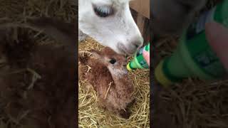 Sound on Mom is humming to baby as she has a bottle [upl. by Aiynot]