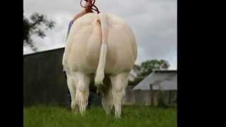 Belgian Blue  Charolais bull [upl. by Johnathon]