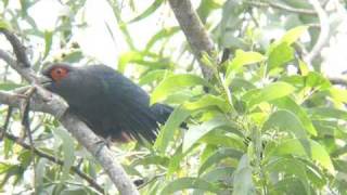 Chestnutbellied Malkoha [upl. by Stephen664]