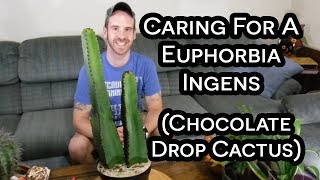 Chocolate Drop Cactus Euphorbia ingens Care amp Information [upl. by Karrie213]