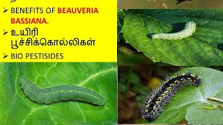 Beauveria Bassiana Bio Insecticide பயன்கள் மற்றும் நன்மைகள் [upl. by Emil]