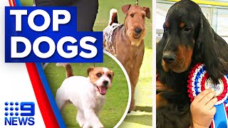 The top dogs from the Sydney Royal Easter Show  9 News Australia [upl. by Redmer]