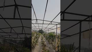 High tunnel damaged due to FIRE on Diwali [upl. by Porush]