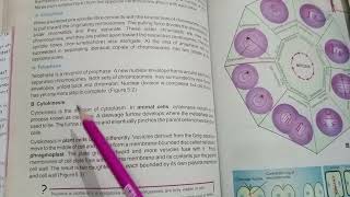 what is the cytokinesis What is phragmoplast How a plant cell divided [upl. by Eerb389]