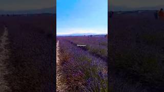 Exploring the lavender ampsunflower fieldsfrance at garden valensole [upl. by Dora]