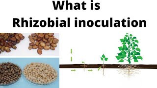 what is rhizobial inoculationrhizobia inoculation in hindi [upl. by Icram372]