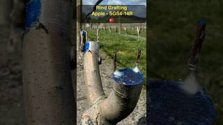 Rind Grafting Apples grafting graft graftingtechnique [upl. by Yedok653]