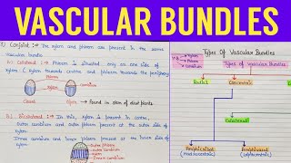 Types of vascular bundles  vascular bundles  Conjoint  radial concentric vascular bundles [upl. by Guido]