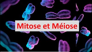 Mitose et Méiose partie 1  Mitose  Exercice [upl. by Jadwiga]