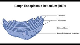 Histology Cytology and histophysiology Physiocytology of rough Endoplasmic reticulum [upl. by Akcemat]