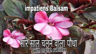 How to care Balsam impatiensbusy Lizzy plant throughout the year perennial flowering plant Hindi [upl. by Neeka]