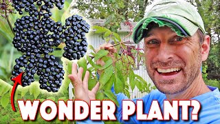 Health Benefits Of Elderberry AND How To Grow The BEST Elderberry Bushes [upl. by Stoneham]