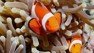 Ocellaris Clownfish Care Guide [upl. by Tennek]