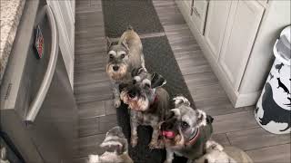 My Stubborn Schnauzer  Life With 7 Schnauzers [upl. by Nitsej]