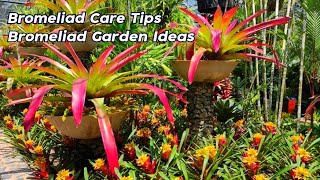 Amazing Beautiful Bromeliad Care Tips For Beginners l Bromeliads Garden Ideas [upl. by Lolanthe256]