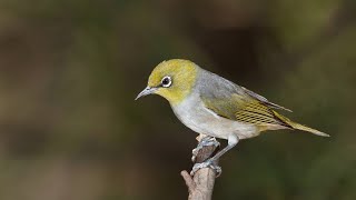 Zosterops silvereye [upl. by Robert]