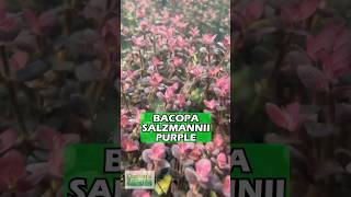 Bacopa Salzmannii Purple Aquarium Plant For Sale [upl. by Alda]