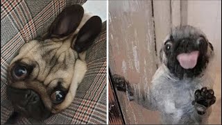 Made your day with these funny and cute Pug Puppy Videos Compilation [upl. by Ahsitan]